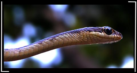 common Indian Cat Snake